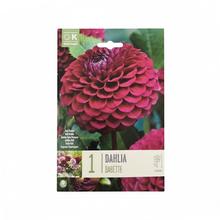 Cibuľovina Dahlia Babette v balení.