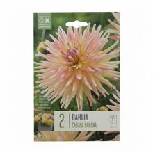 DAHLIA CABANA BANANAN 2ks
