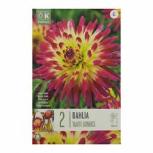 DAHLIA TAHITI SUNRISE 2ks