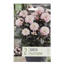 Balenie cibuľovín DAHLIA MELODY HARMONY 2ks.