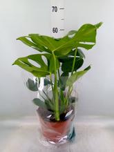 MONSTERA DELICIOSA 21/75cm
