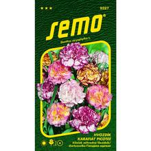 Semená klinčekov Picotee od SEMO.