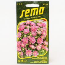 Semená astrovky čínskej Pruhon. Trp. ružovej.