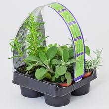 Mix byliniek v črepníku, obsahuje rôzne druhy.