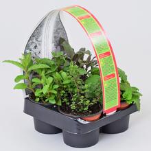 Mix byliniek na grilovanie v štyroch kvetináčoch.