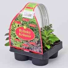 Mix byliniek na grilovanie v štyroch kvetináčoch.