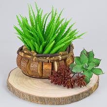 Sukulent, kaktus - zeleň | FLORASYSTEM