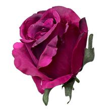HLAVA RUŽA FIALOVÁ PRIEM:8CM BAL:12KS - FLORASYSTEM