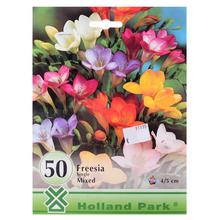 FREESIA mix 50ks - FLORASYSTEM
