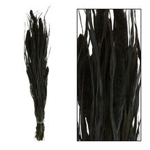 Setaria sušená zv.čiern 66x15x6CM - FLORASYSTEM