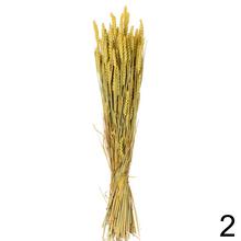 Triticum pšenica - sušená FARBA MIX /zv - Foto1