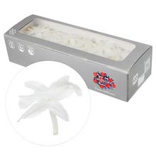 Stabilizované kvety NARDOS PREPAROVANÝ WHITE v balení.