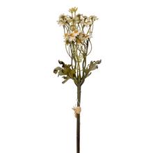 KYTICA TANACETUM KRÉMOVÉ 43CM - FLORASYSTEM