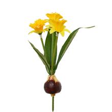 KS NARCIS S CIBUĽOU ŽLTÝ x3 8,5CM  - FLORASYSTEM
