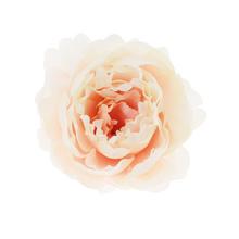 HLAVA PIVÓNIA KRÉM P:10CM BAL:12KS - FLORASYSTEM