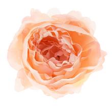 HLAVA PIVÓNIA RUŽOVÁ P:10CM BAL:12KS - FLORASYSTEM