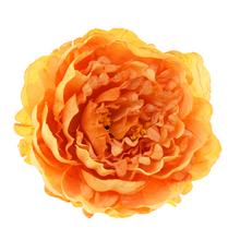 HLAVA PIVÓNIA ŽLTÁ 8*14CM BAL:12KS - FLORASYSTEM