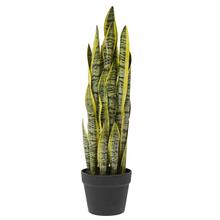 SANSEVIERIA V KVETINÁČI(16*13CM) 63CM x21  - FLORASYSTEM