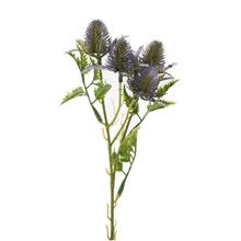 ZELEŇ ERYNGIUM-BODLIAK  FIALOVÝ 27CM - FLORASYSTEM