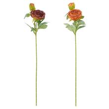 KS PIVONKA HNEDÝ MIX/2F 67CM - FLORASYSTEM