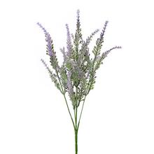 ZELEŇ LEVANDUĽA FIALOVÁ 30CM - FLORASYSTEM