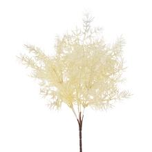 ZELEŇ ASPARÁT KRÉMOVÝ 56CM - FLORASYSTEM