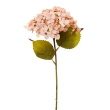 KS HYDRANGEA BL.ORANŽOVÁ, ZELEŇ 33CM - FLORASYSTEM