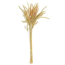 JAČMEŇ SUŠINA ZELENÁ - FLORASYSTEM