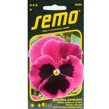 Semená sirôtky veľkokveté Mistral S1 ružová s okom.