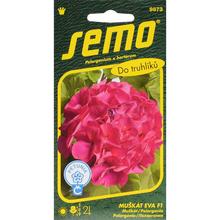 MUŠKÁT KRÚŽK.EVA F1 11s - FLORASYSTEM