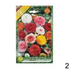 Semená ranunculus v rôznych farbách.