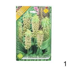 Balenie cibuloviny Eucomis autumnalis.