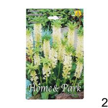 Balenie cibuloviny Eucomis autumnalis.