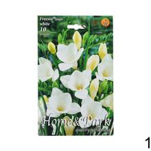 Zmes cibuľovín Freesia v rôznych farbách.