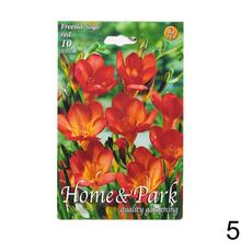 Zmes cibuľovín Freesia v rôznych farbách.