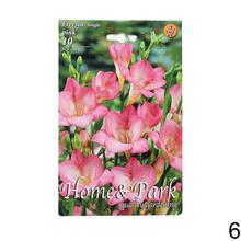 Zmes cibuľovín Freesia v rôznych farbách.