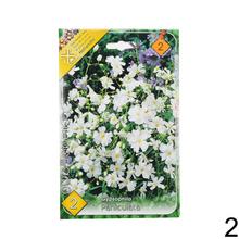 Obal semien gypsophily s bielymi kvetmi.