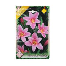 Cibuľoviny Habranthus robustus s ružovými kvetmi.