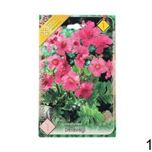 Miešanica cibuľovín Incarvillea s ružovými kvetmi.