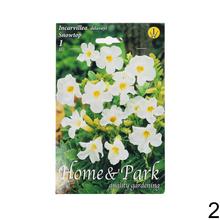 Miešanica cibuľovín Incarvillea s ružovými kvetmi.