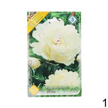 Zmes pivoniek v balení.