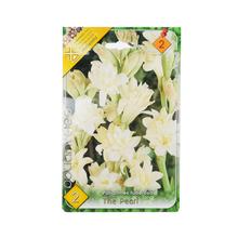 Cibuľoviny Polianthes tuberosa - The Pearl