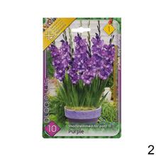 Zmes cibuľovín gladiolov v rôznych farbách.