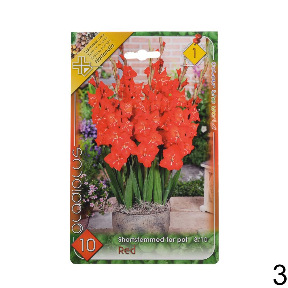 Zmes cibuľovín gladiolov v rôznych farbách.