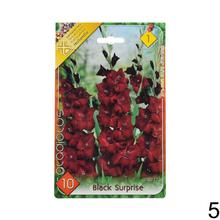 Zmes cibuľovín gladiolov v rôznych farbách.