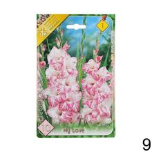 Zmes cibuľovín gladiolov v rôznych farbách.