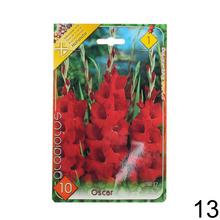 Zmes cibuľovín gladiolov v rôznych farbách.