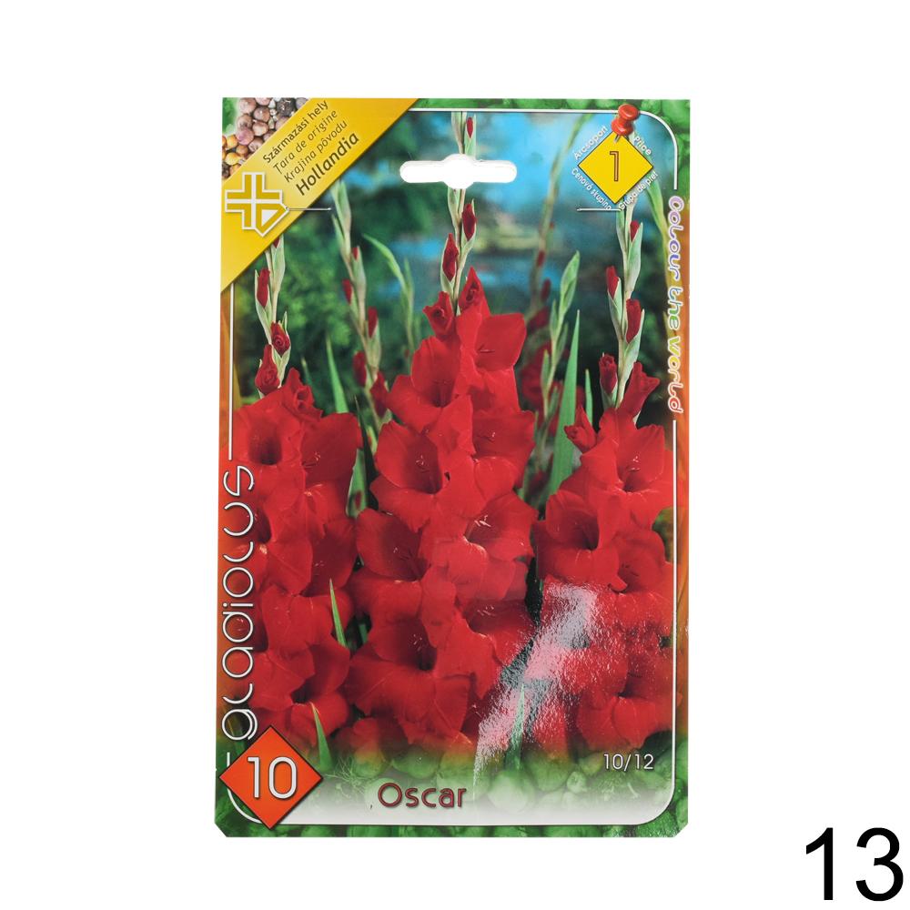 Zmes cibuľovín gladiolov v rôznych farbách.