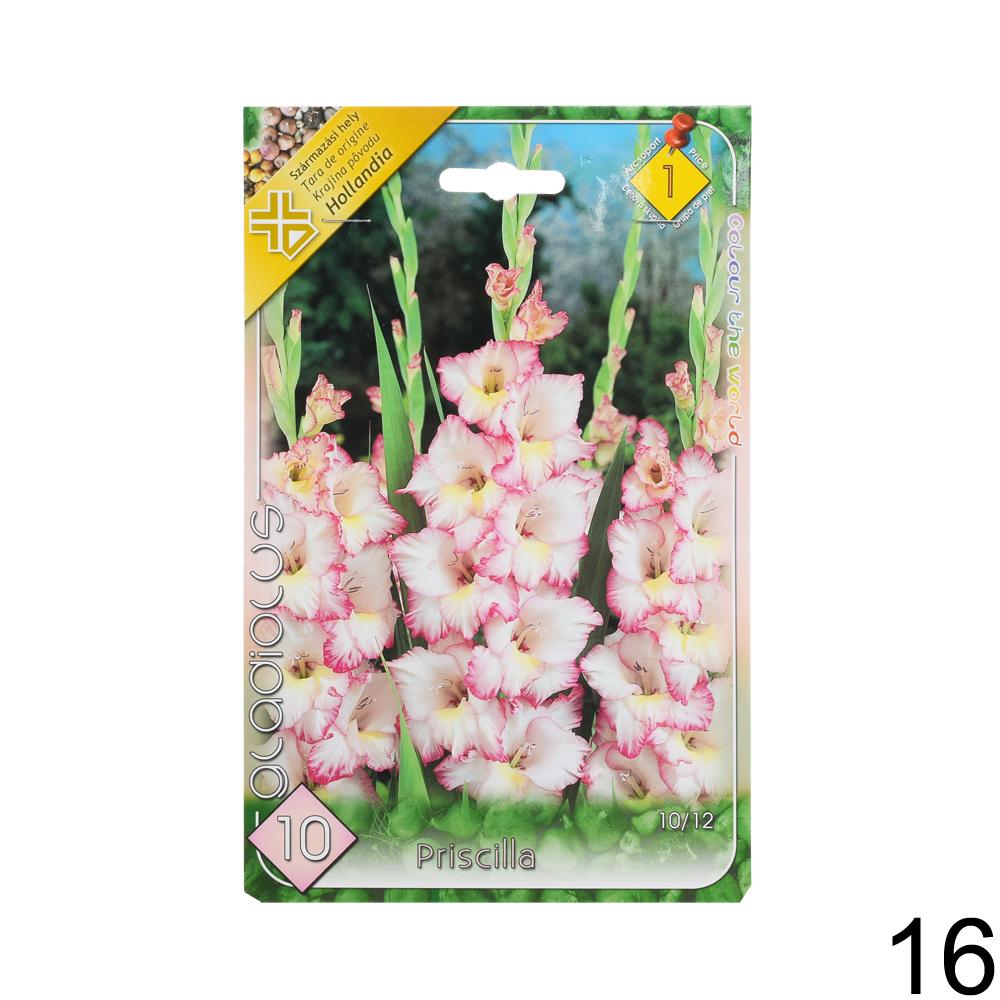 Zmes cibuľovín gladiolov v rôznych farbách.