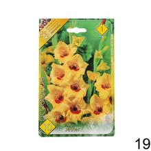 Zmes cibuľovín gladiolov v rôznych farbách.